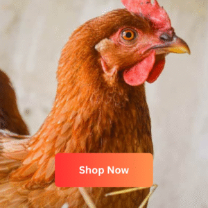 Country Chicken (Cross Breed)