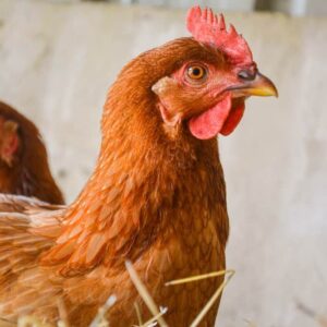Country Chicken (Cross Breed)
